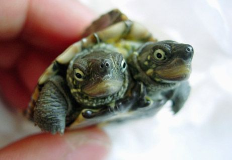 TwoHeaded